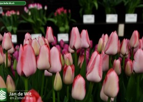 Tulipa Bella Blush ® (2)